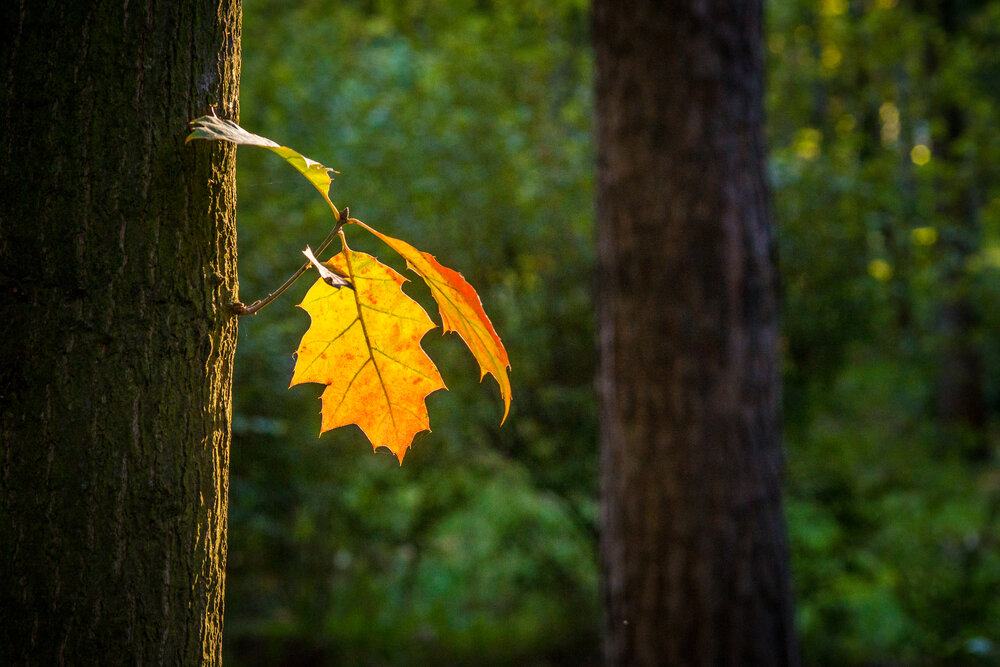 Photograph by Юрий Яковлевич