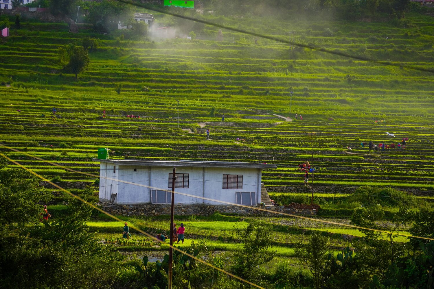 Nestled in the Terraces .