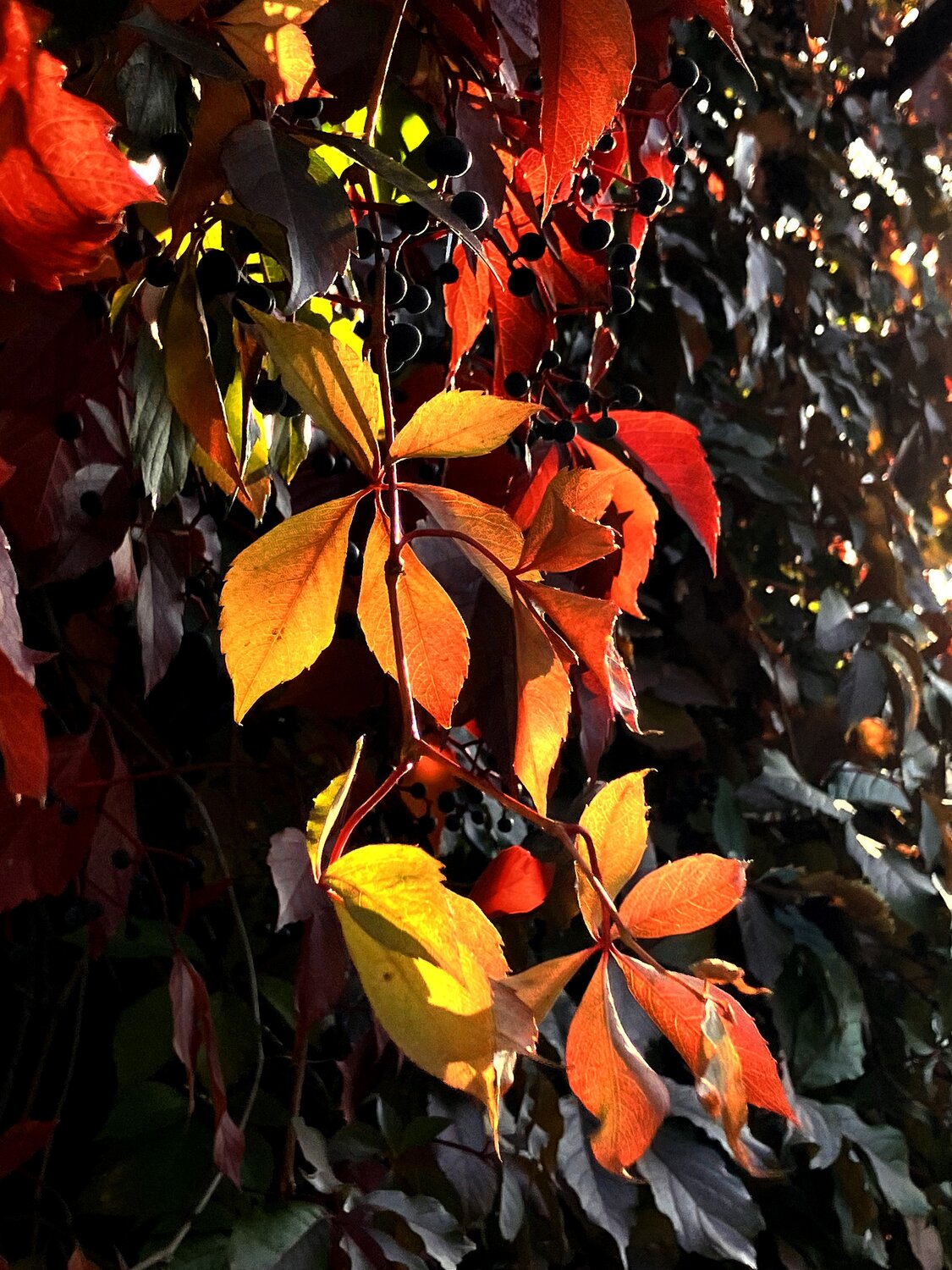 Photo #14101701