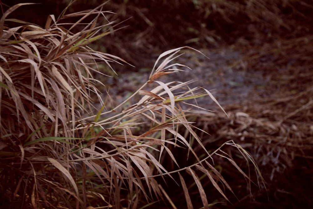Photograph by Ольга