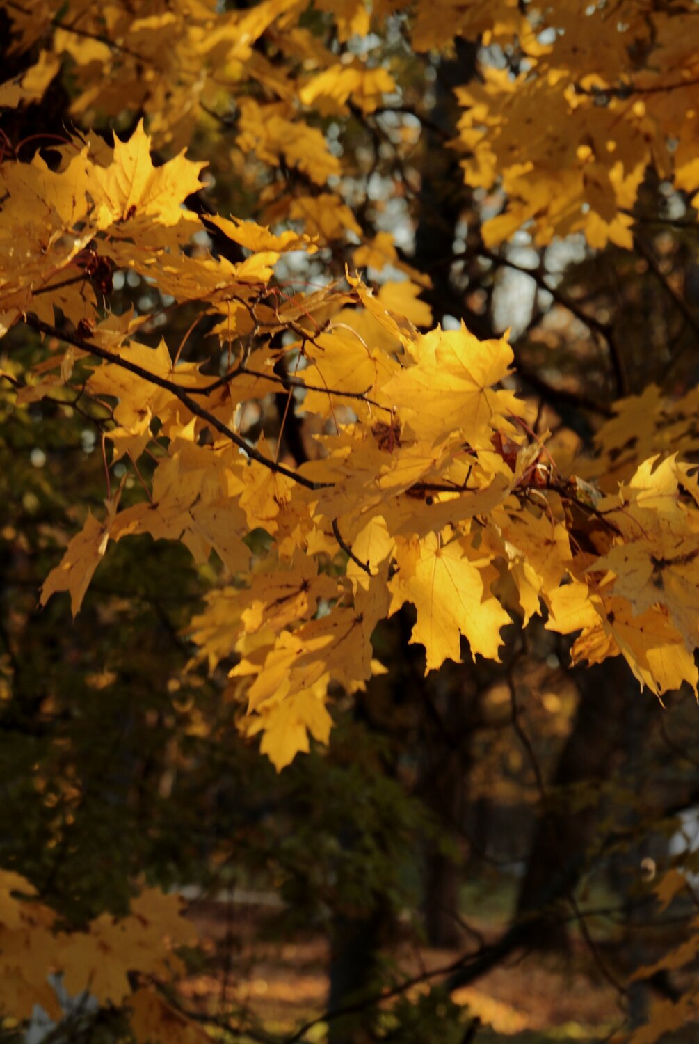 Photo #14101710