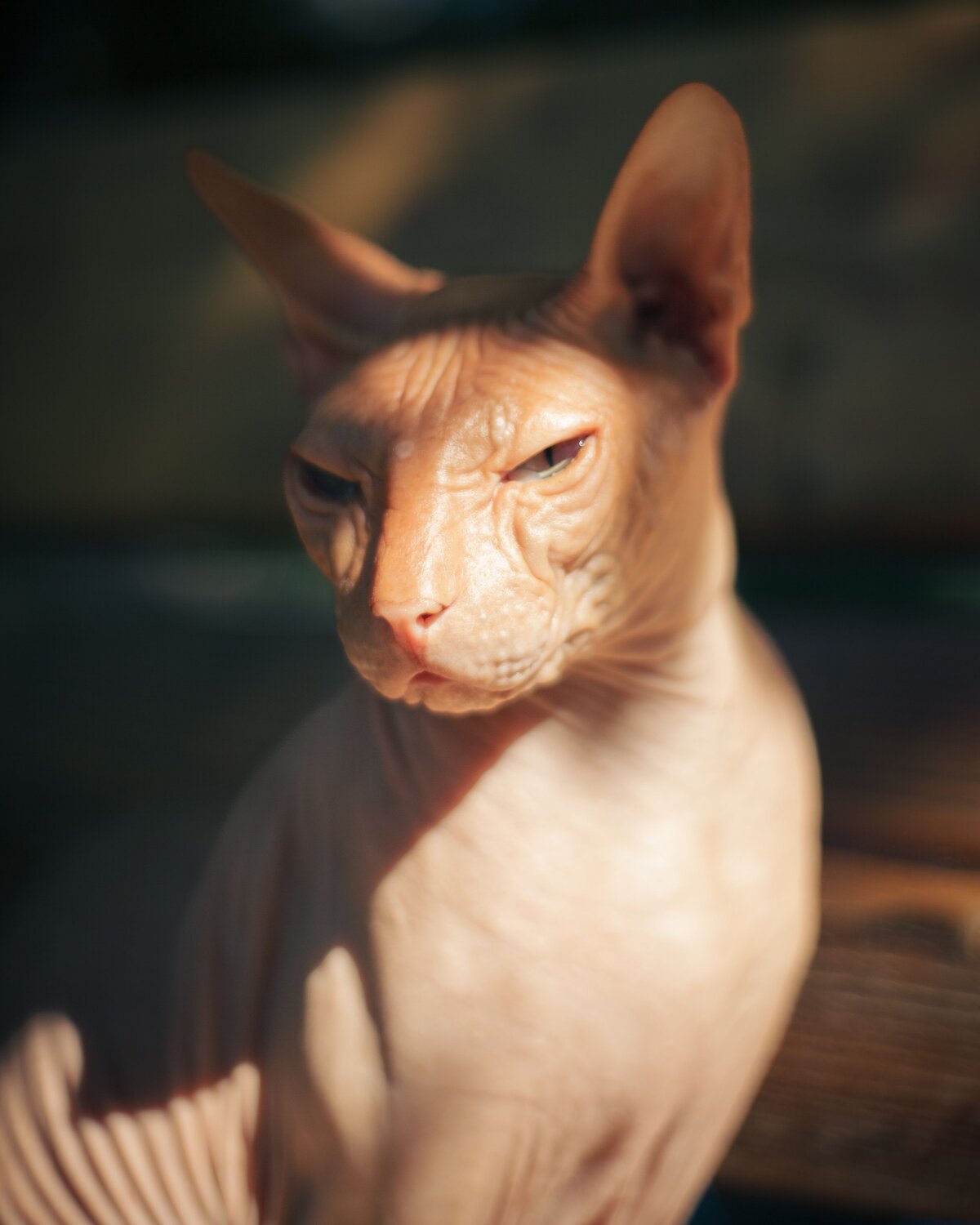 Окорочок