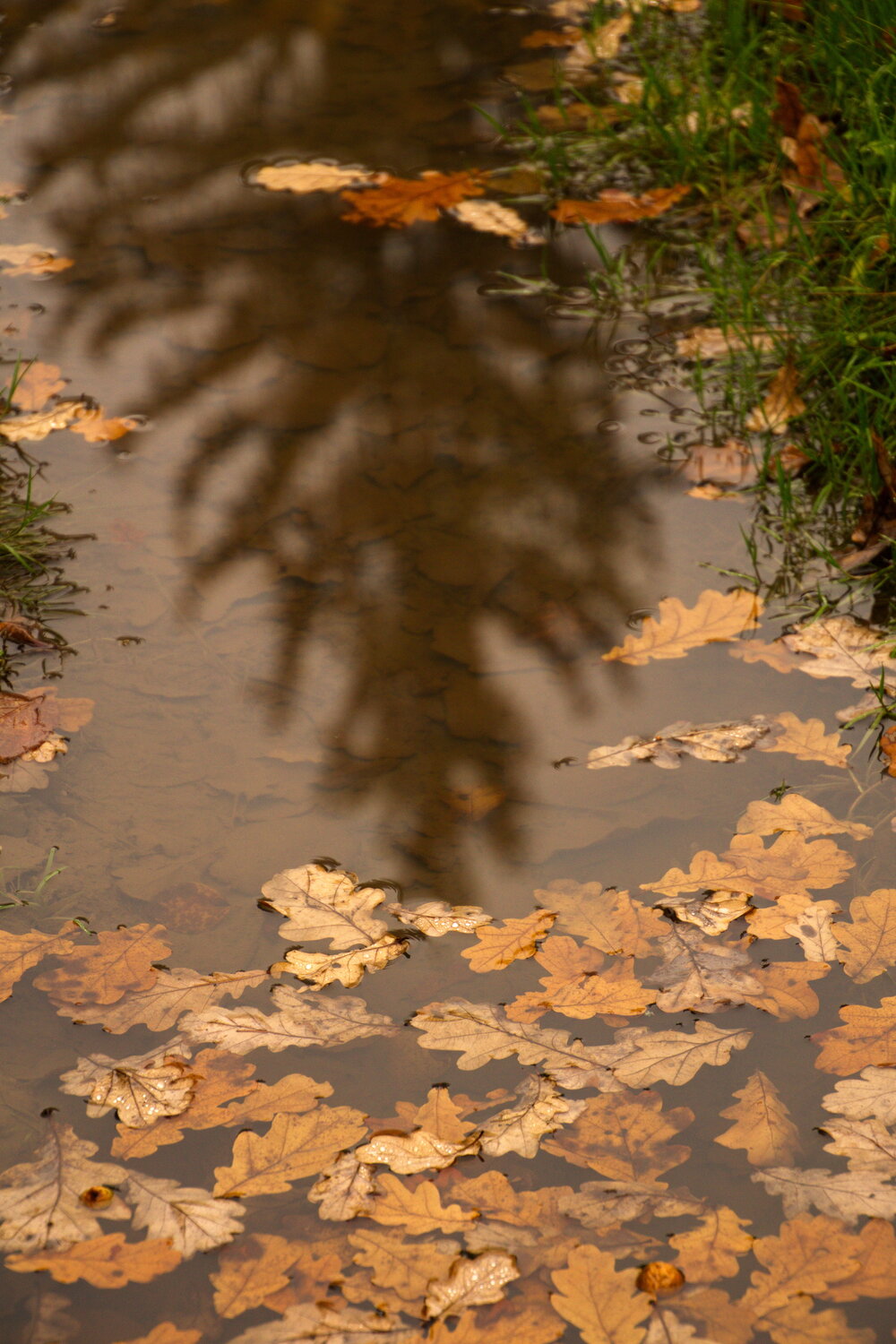 Photo #14101792