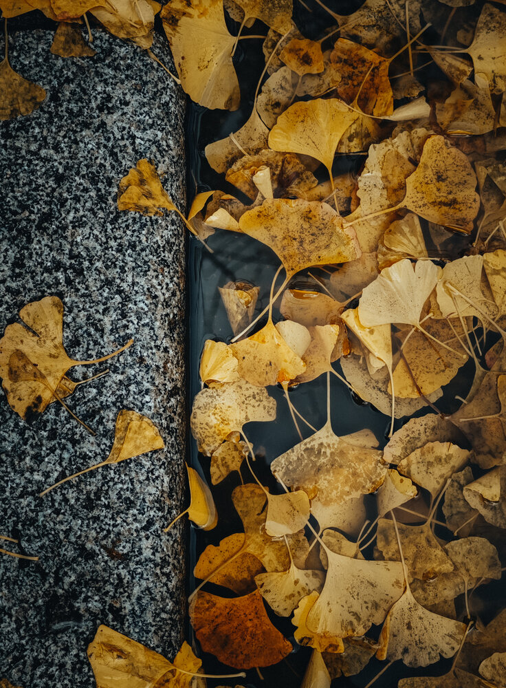 Photo #14101858
