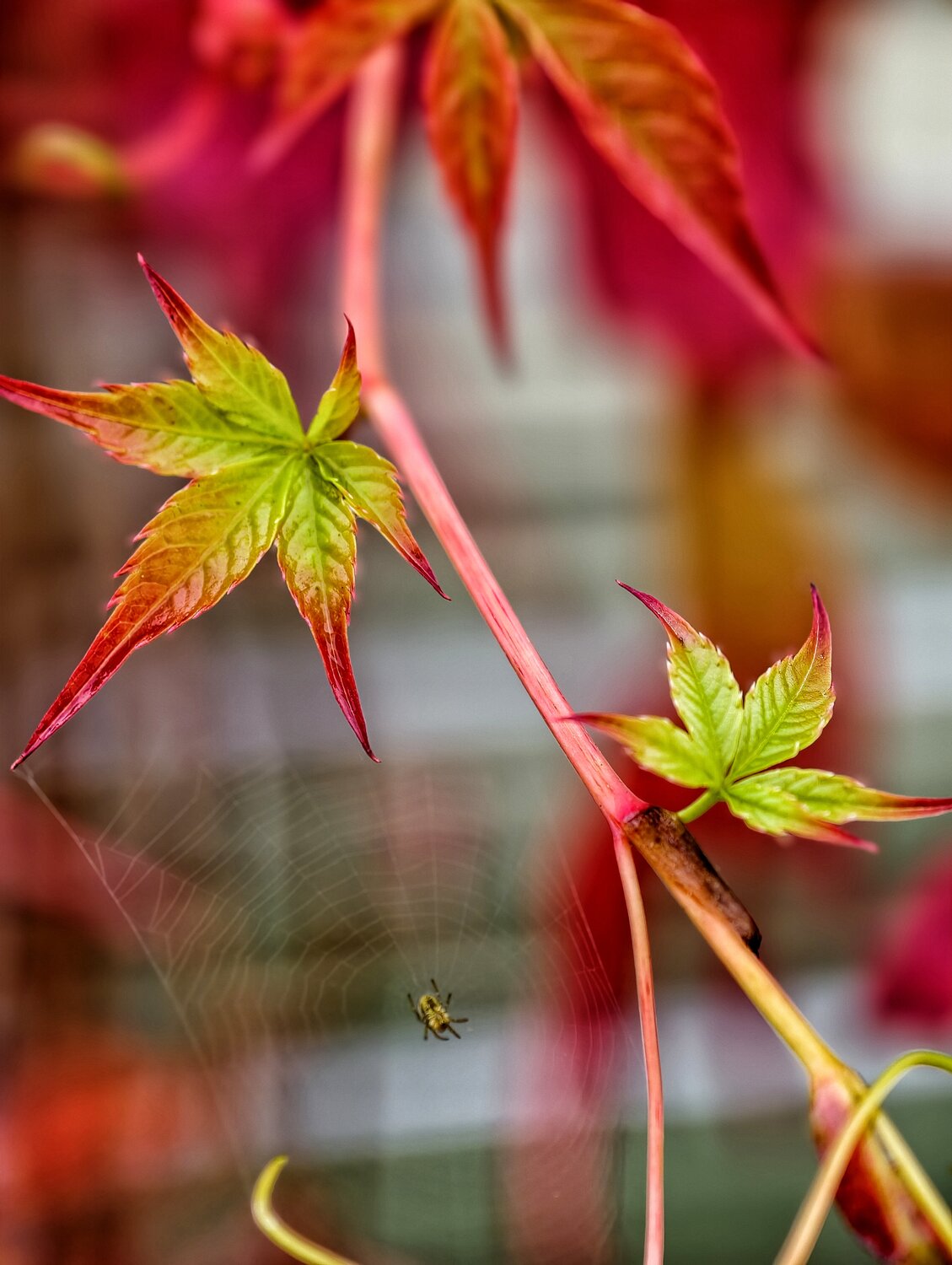 Photo #14101919