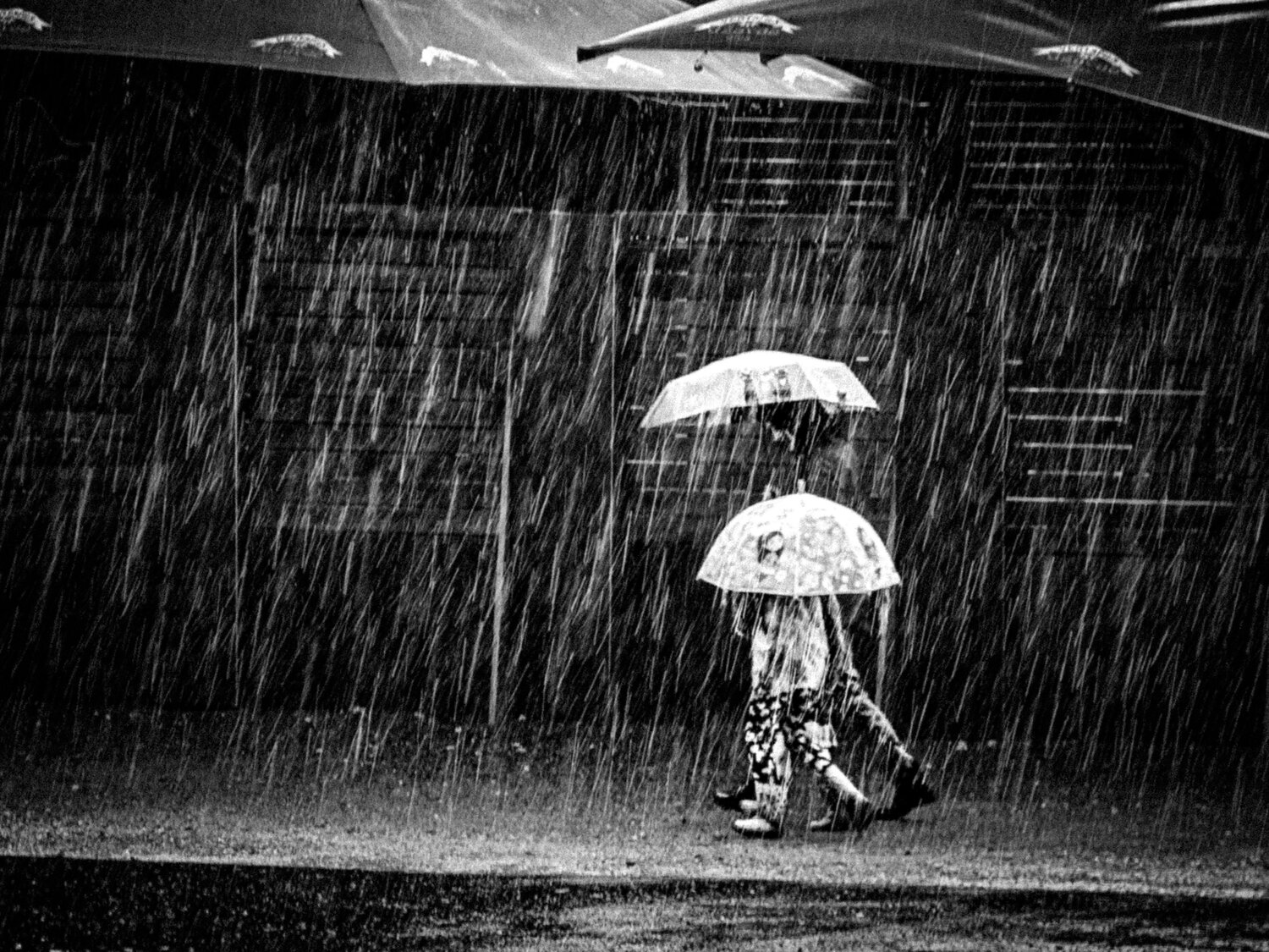Like mushrooms in the rain...