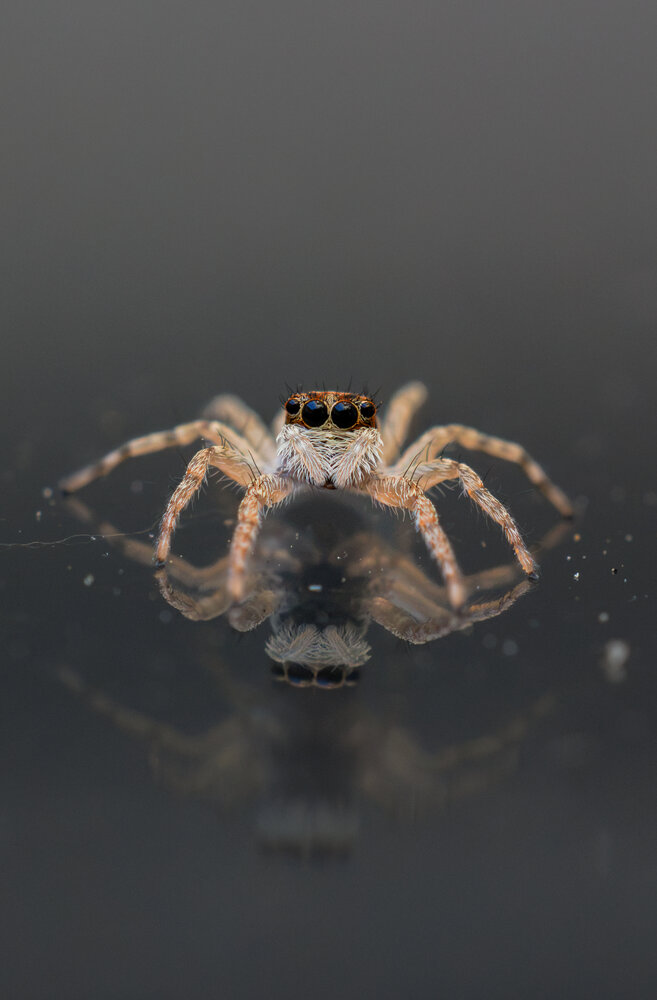Jumping Spider Reflection