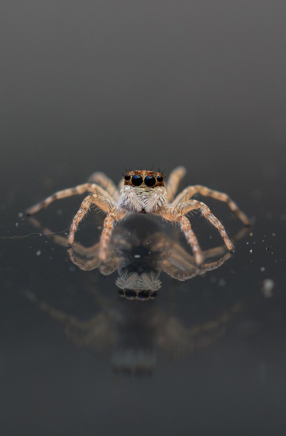 Jumping Spider Reflection