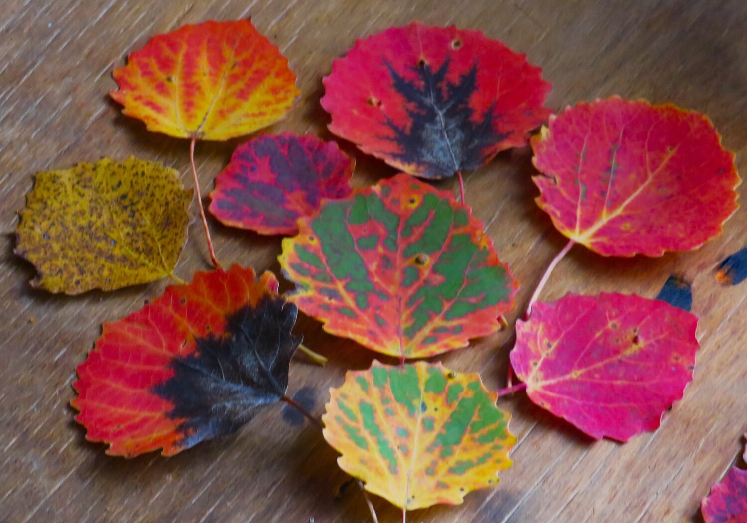 Photo #14102224
