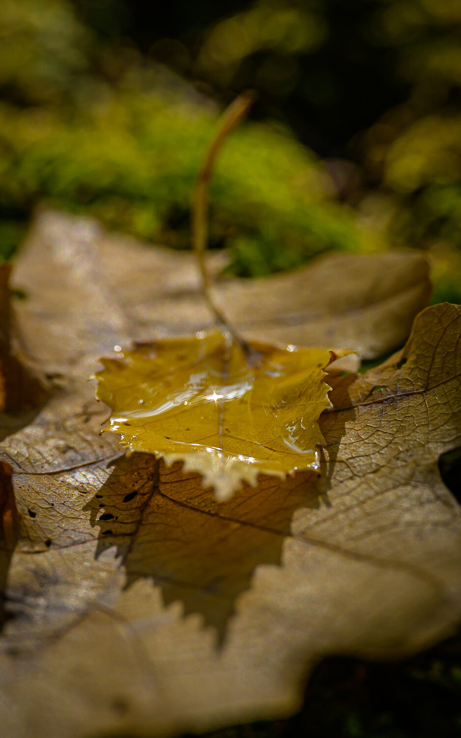 Photo #14102240