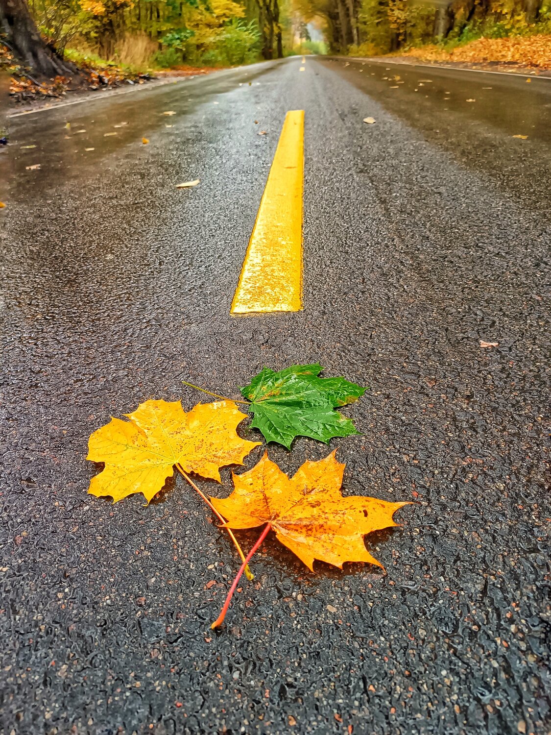 Дорога в осень