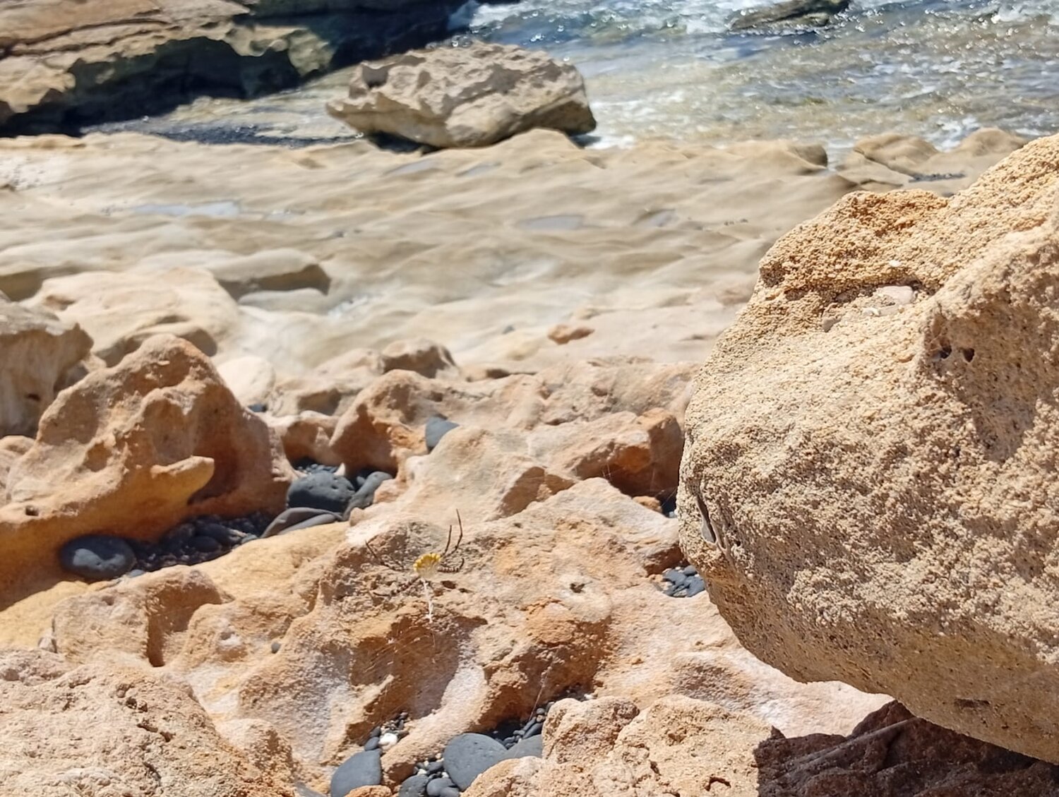Brisa á beira mar