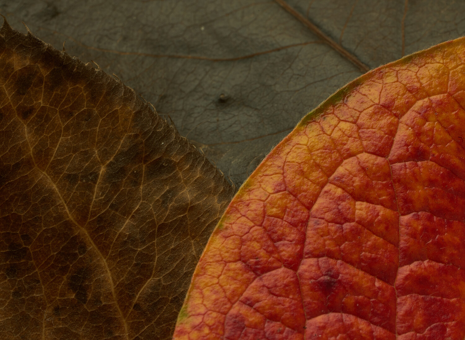 Photo #14102726