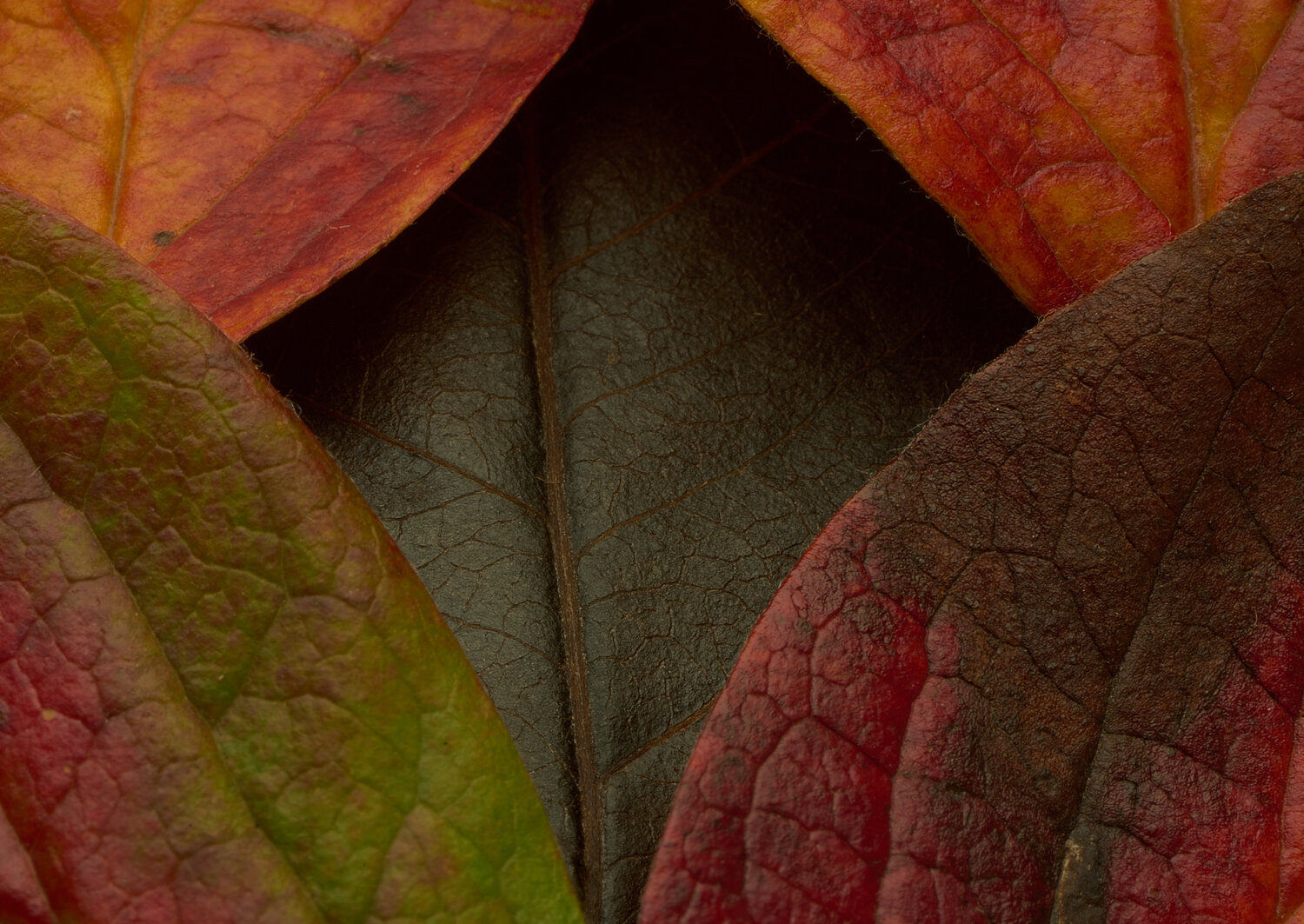 Photo #14102732