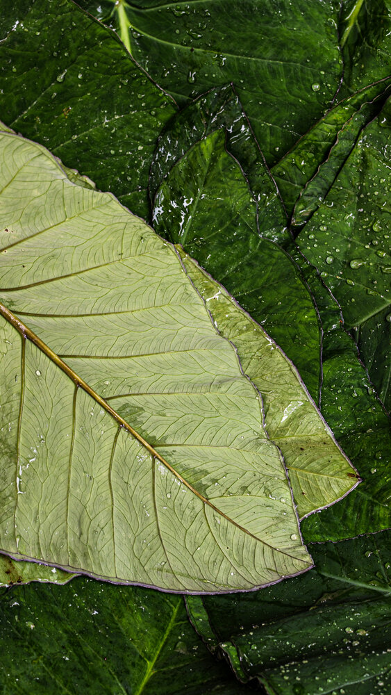 Folliage Leaves - Textures & Veins