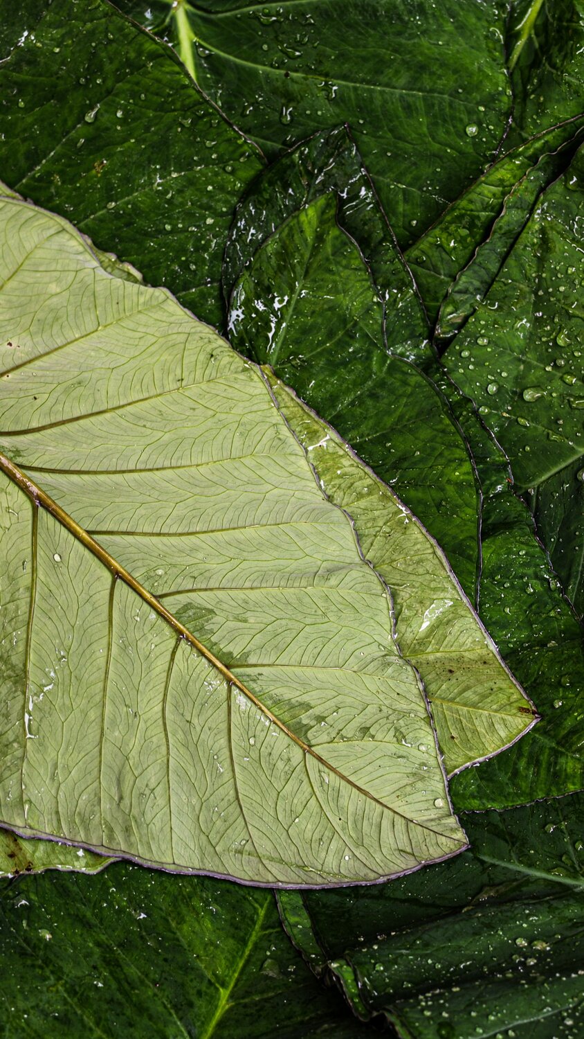 Folliage Leaves - Textures & Veins