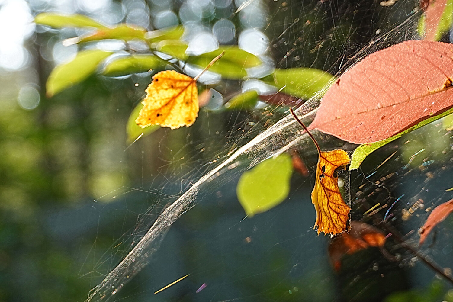 Photo #14102847