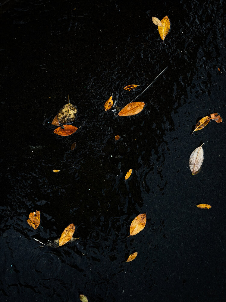 Photo #14102850