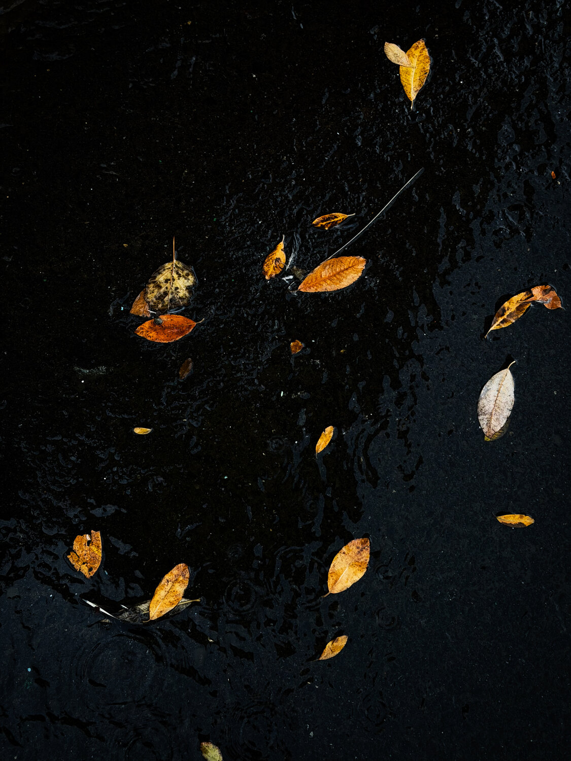 Photo #14102850