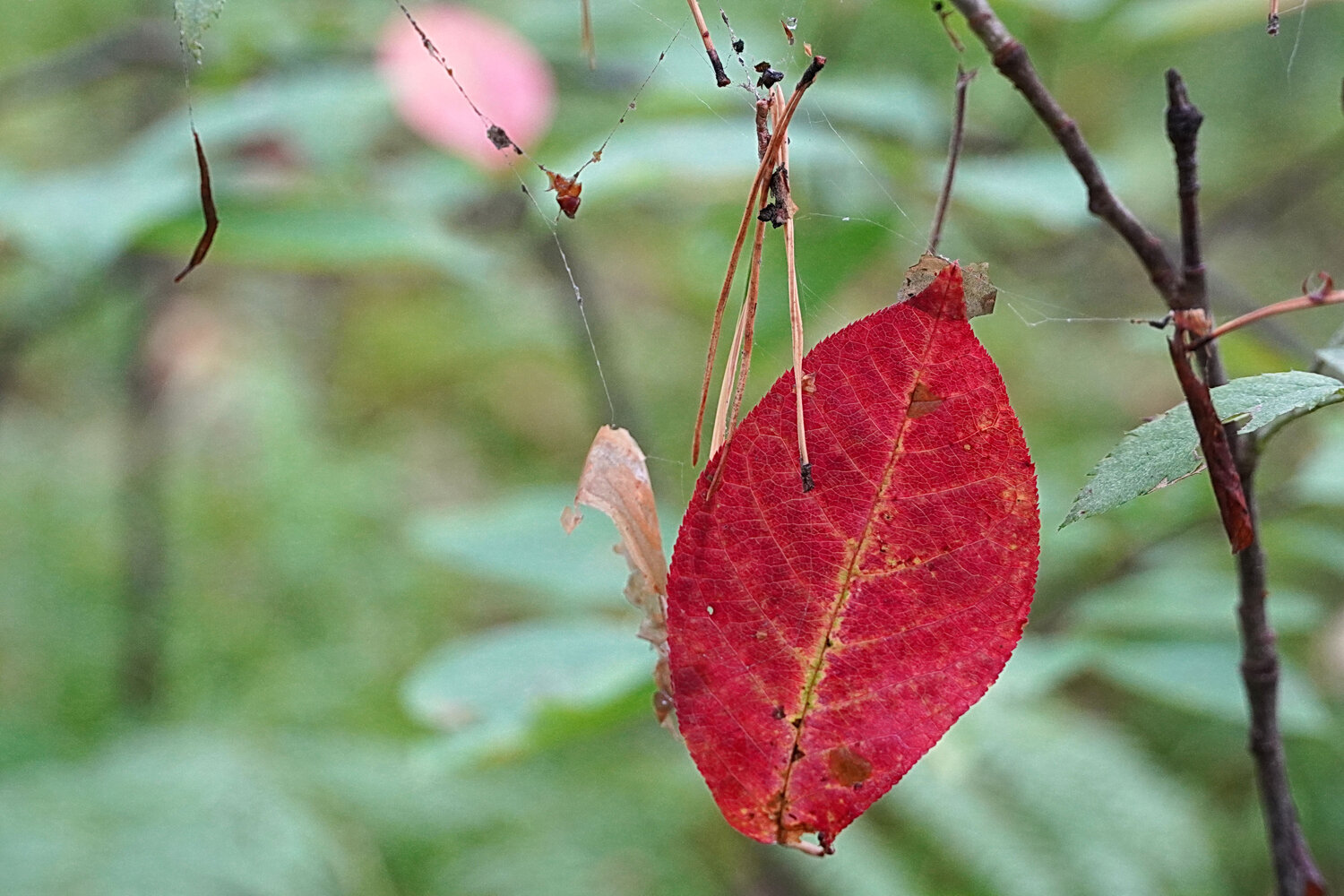 Photo #14102868