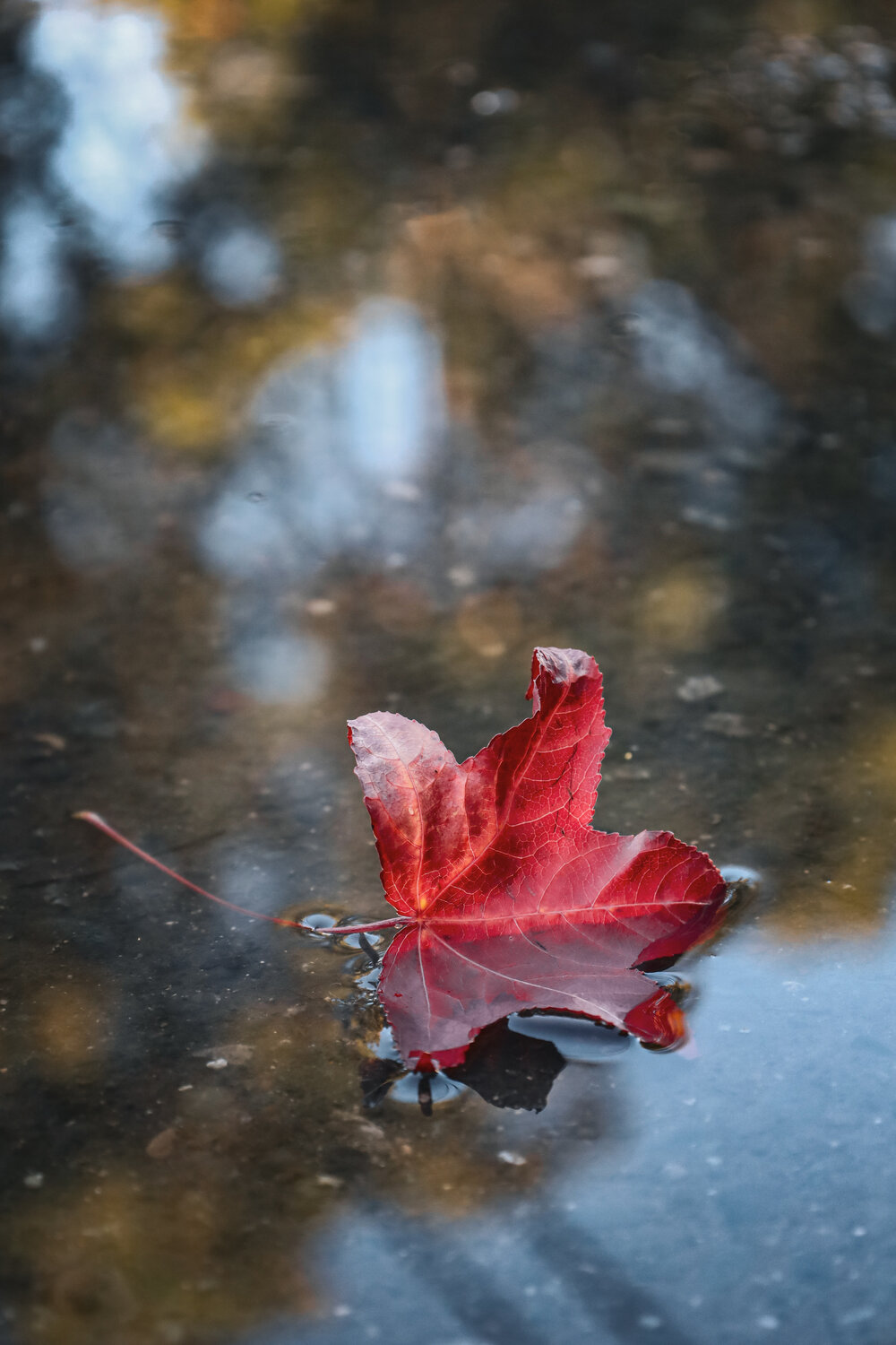 Photo #14103035