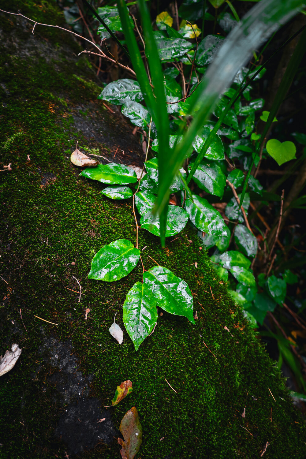 Photo #14103036