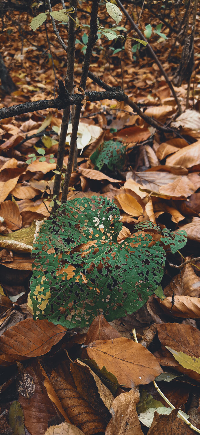 Photo #14103039