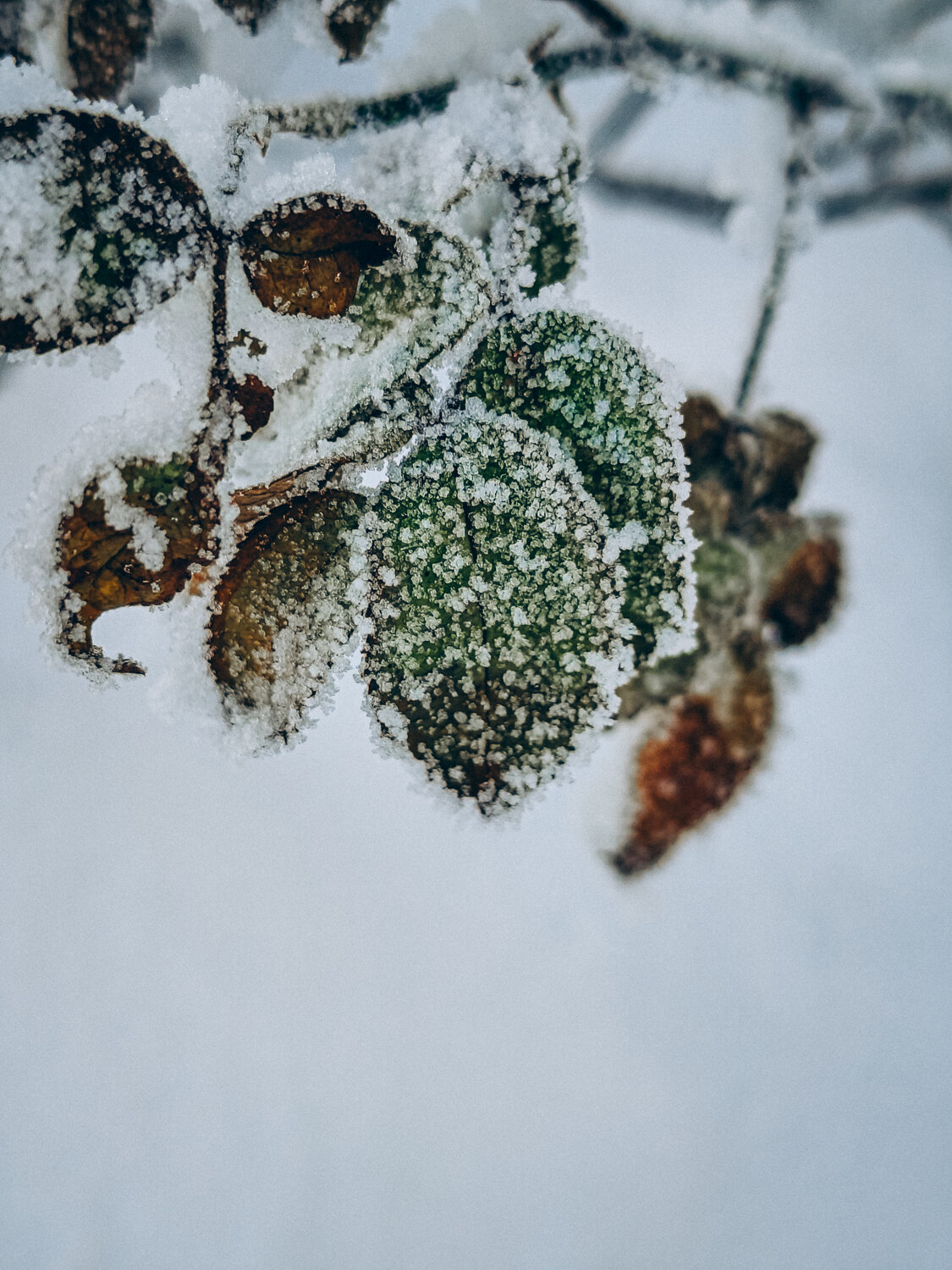 Photo #14103056