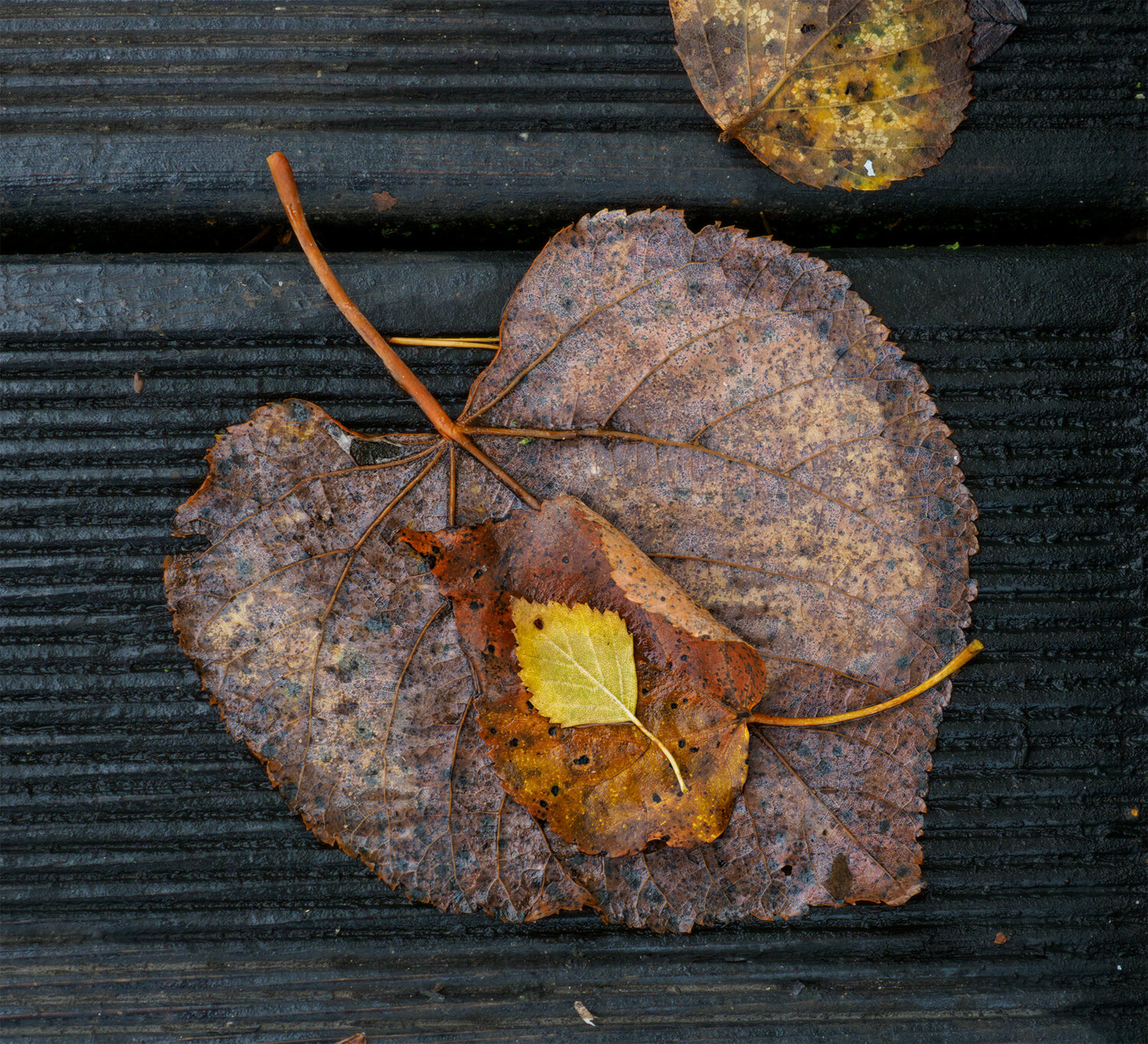 Photo #14103283