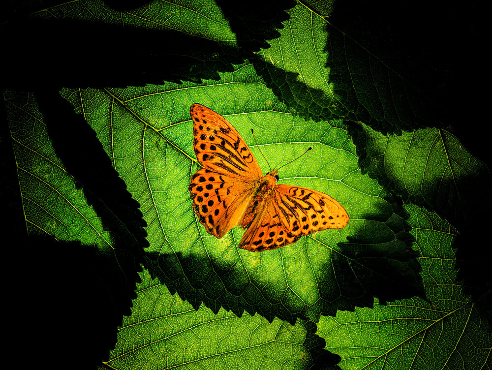 Photograph by Владимир Сковородников