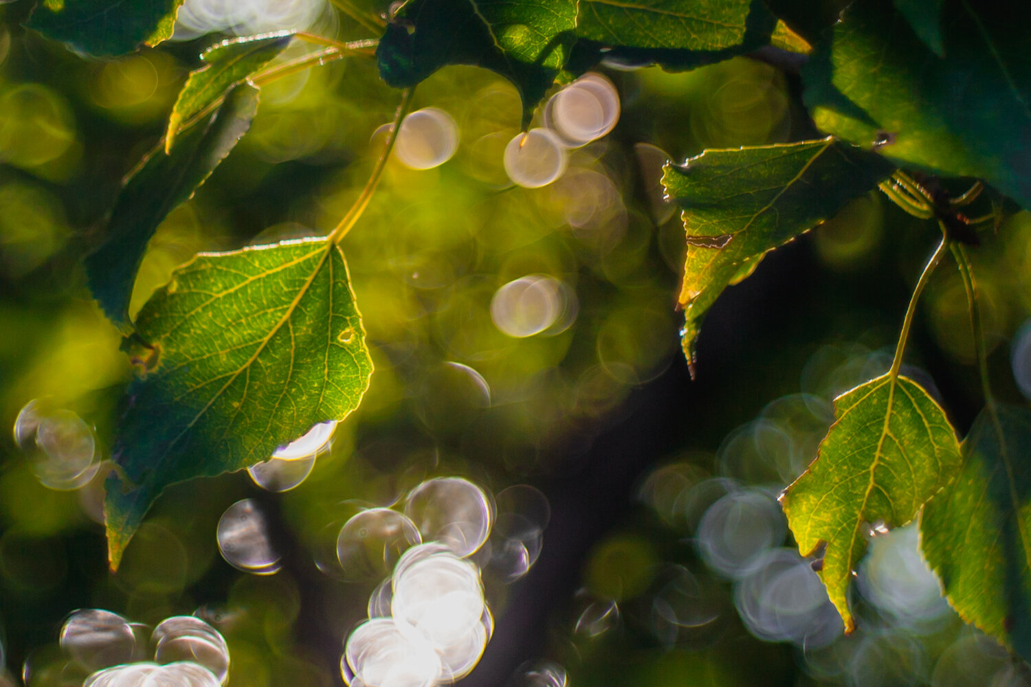 Photo #14103654