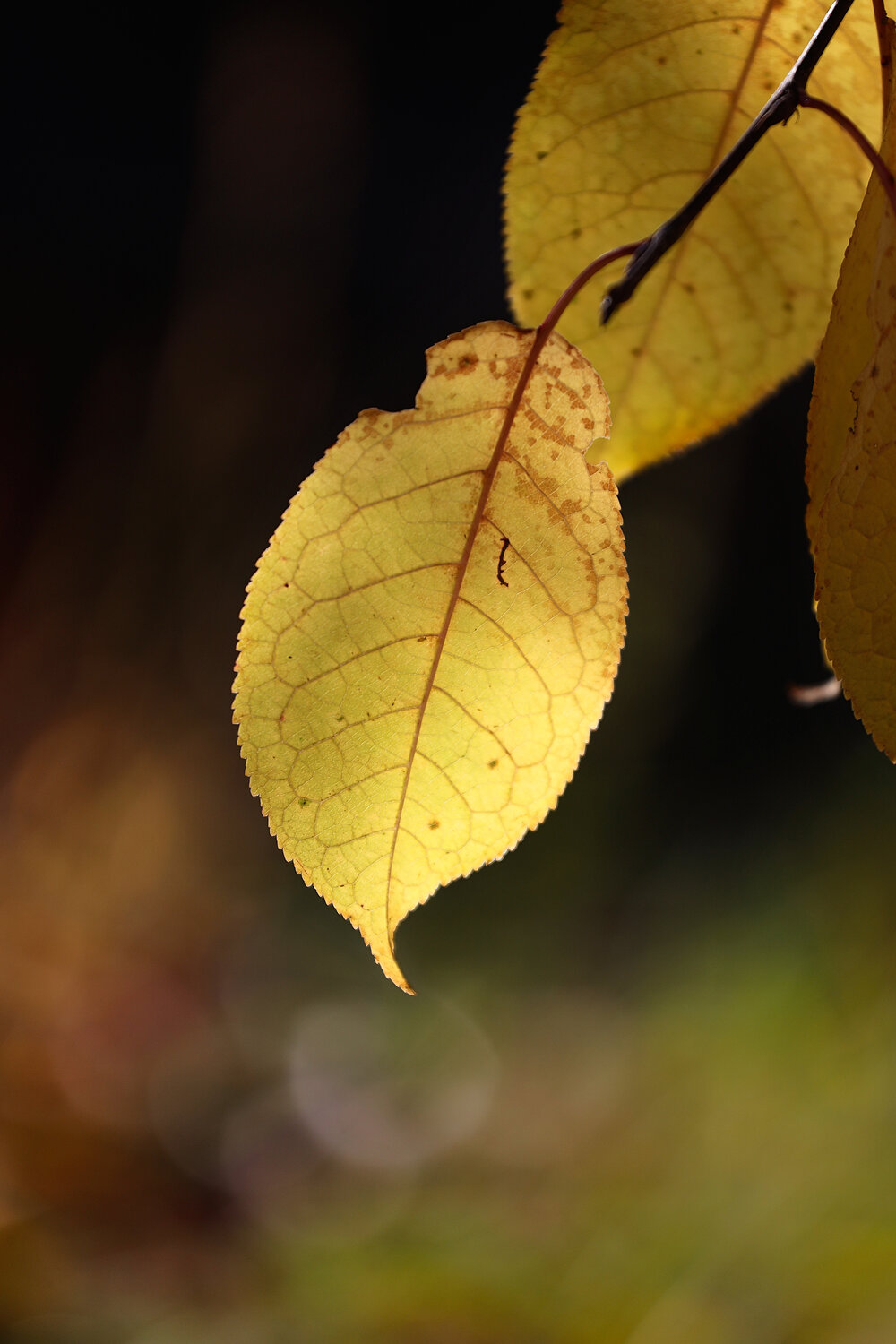 Photo #14103749