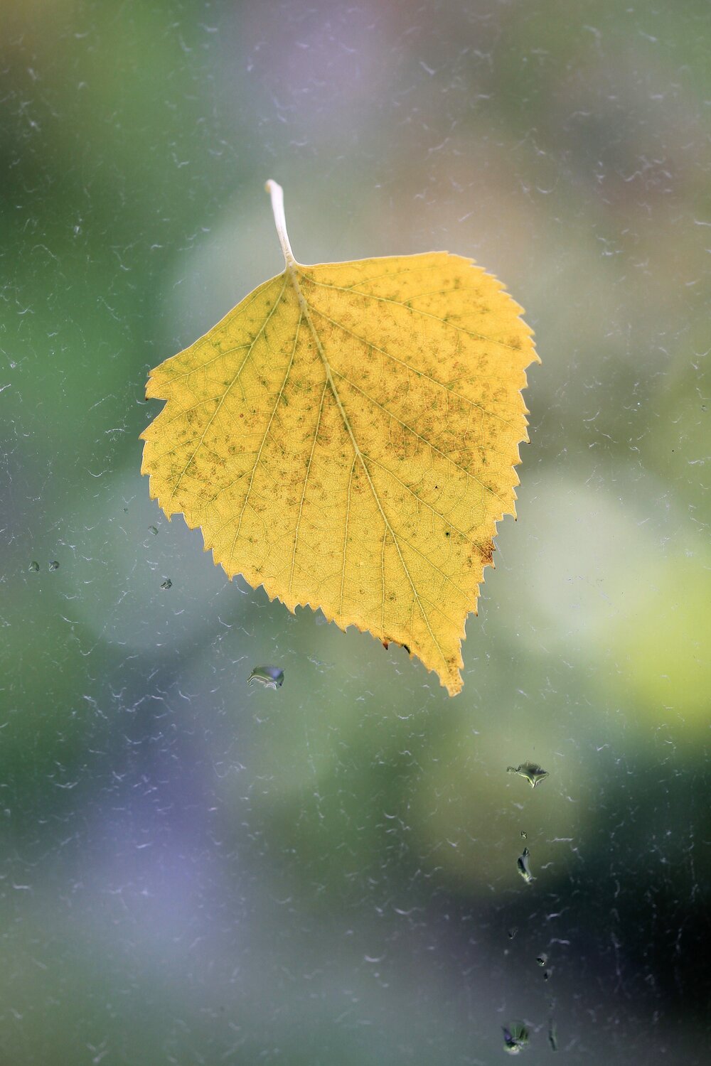 Photo #14103767