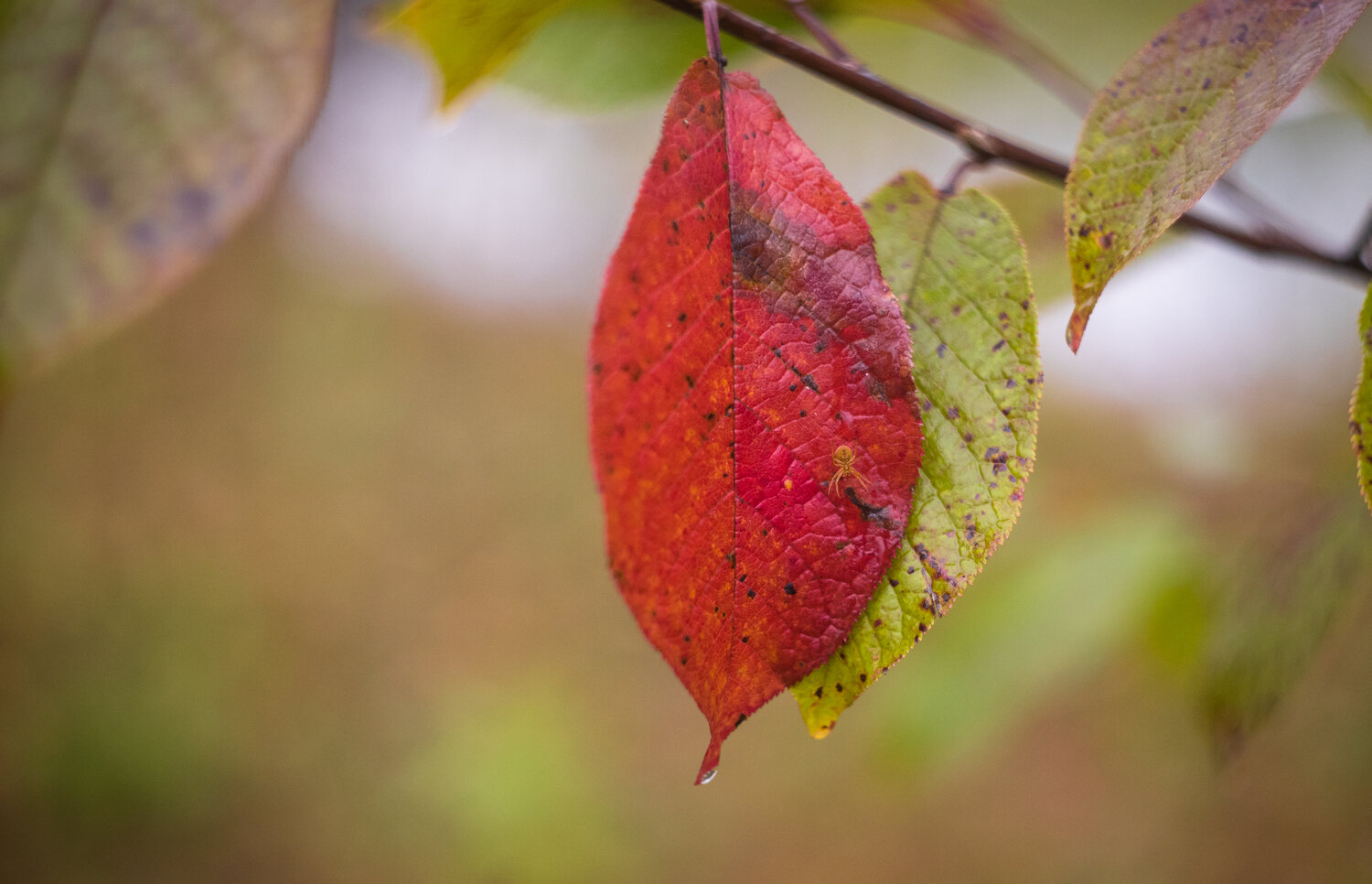 Photo #14103947
