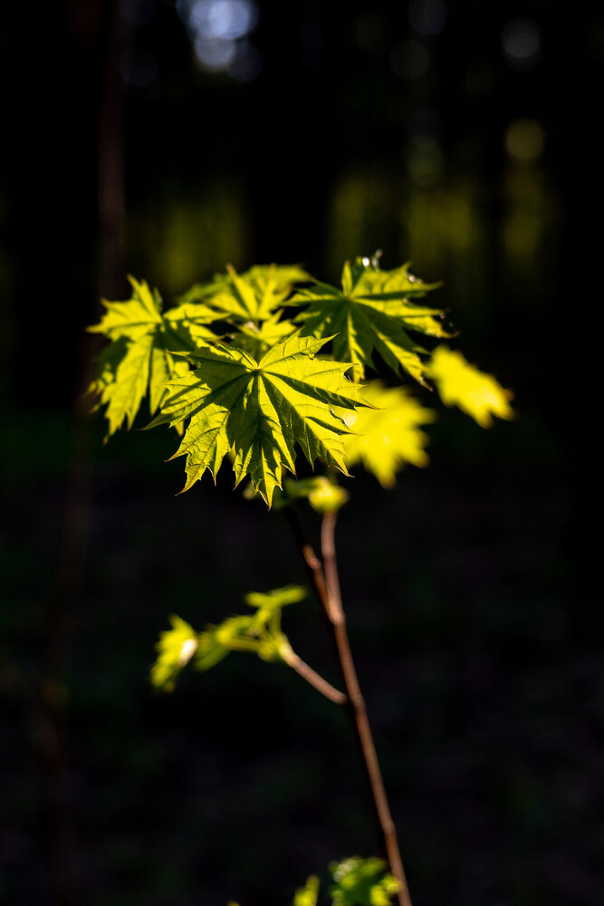 Photograph by Сергей Прищепа