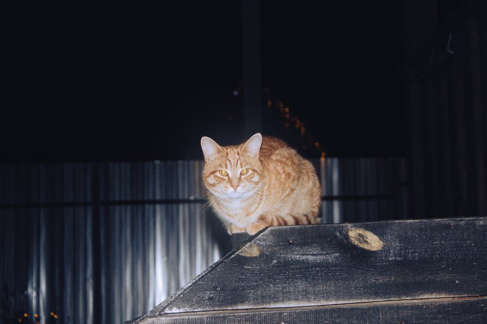 Night guest