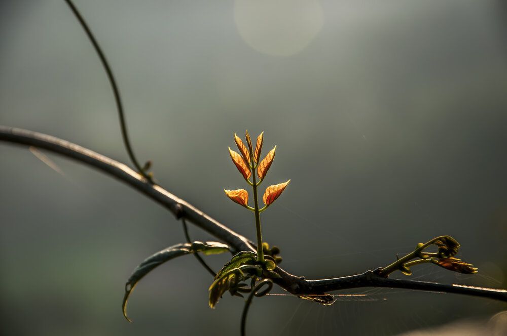 Photograph by Chamara Sulakkhana Polwatta Siriyalage