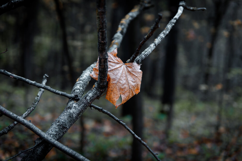 Photograph by Сергей Прищепа