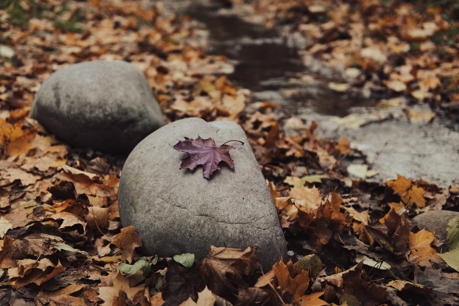 Photo #14104208