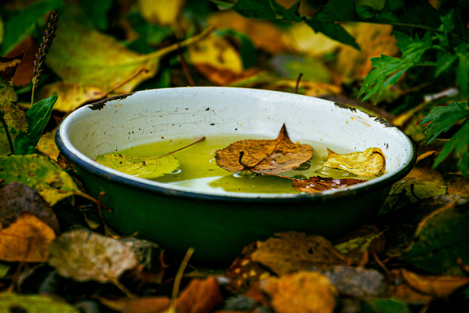 Photo #14104334