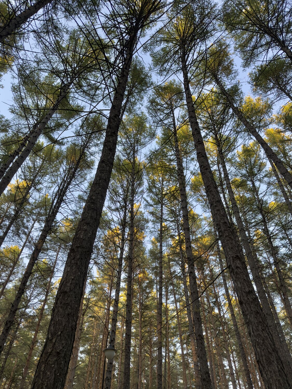 Золотые макушки лиственниц/ Golden tops of larches
