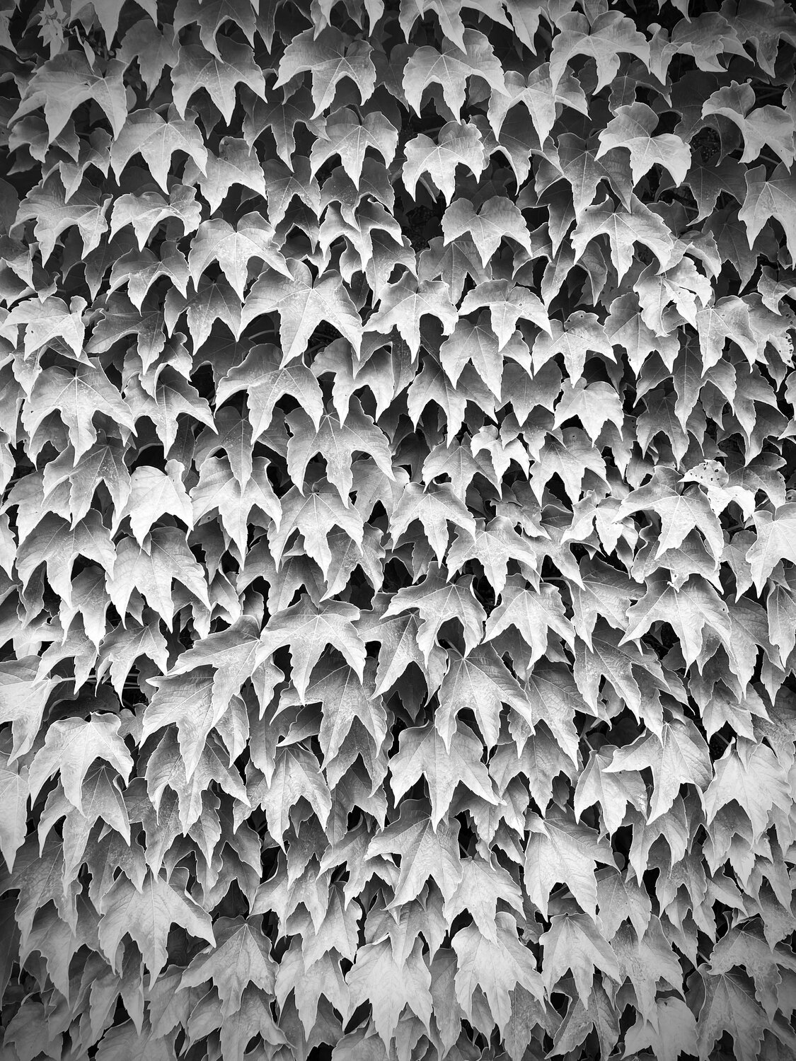 Photo #14104372