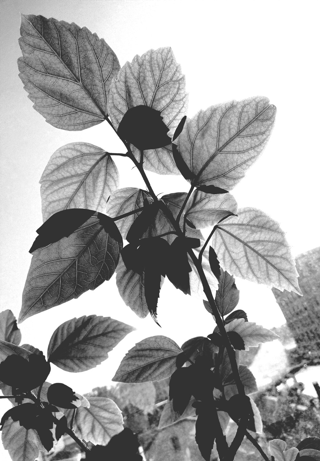Photo #14104385