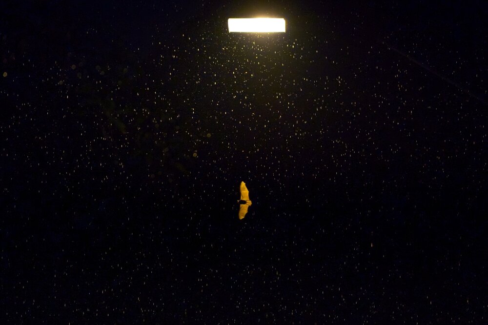 Night Light
