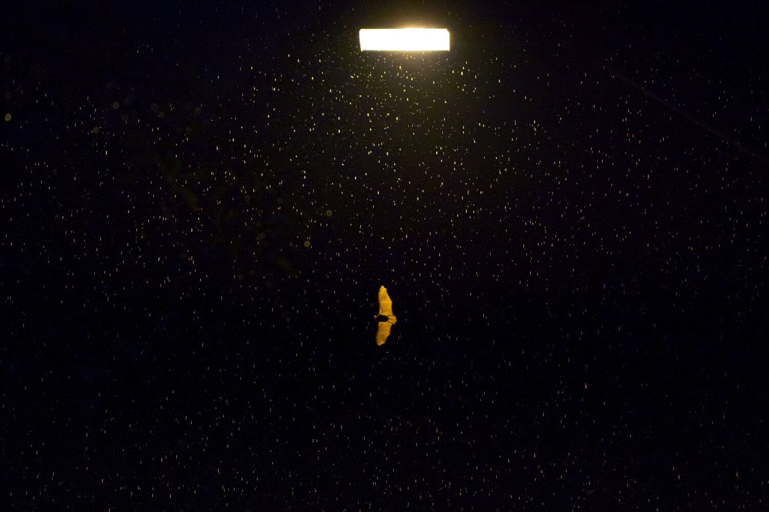 Night Light