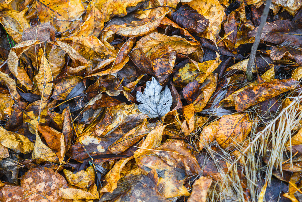 Photograph by Алексей Цыганов
