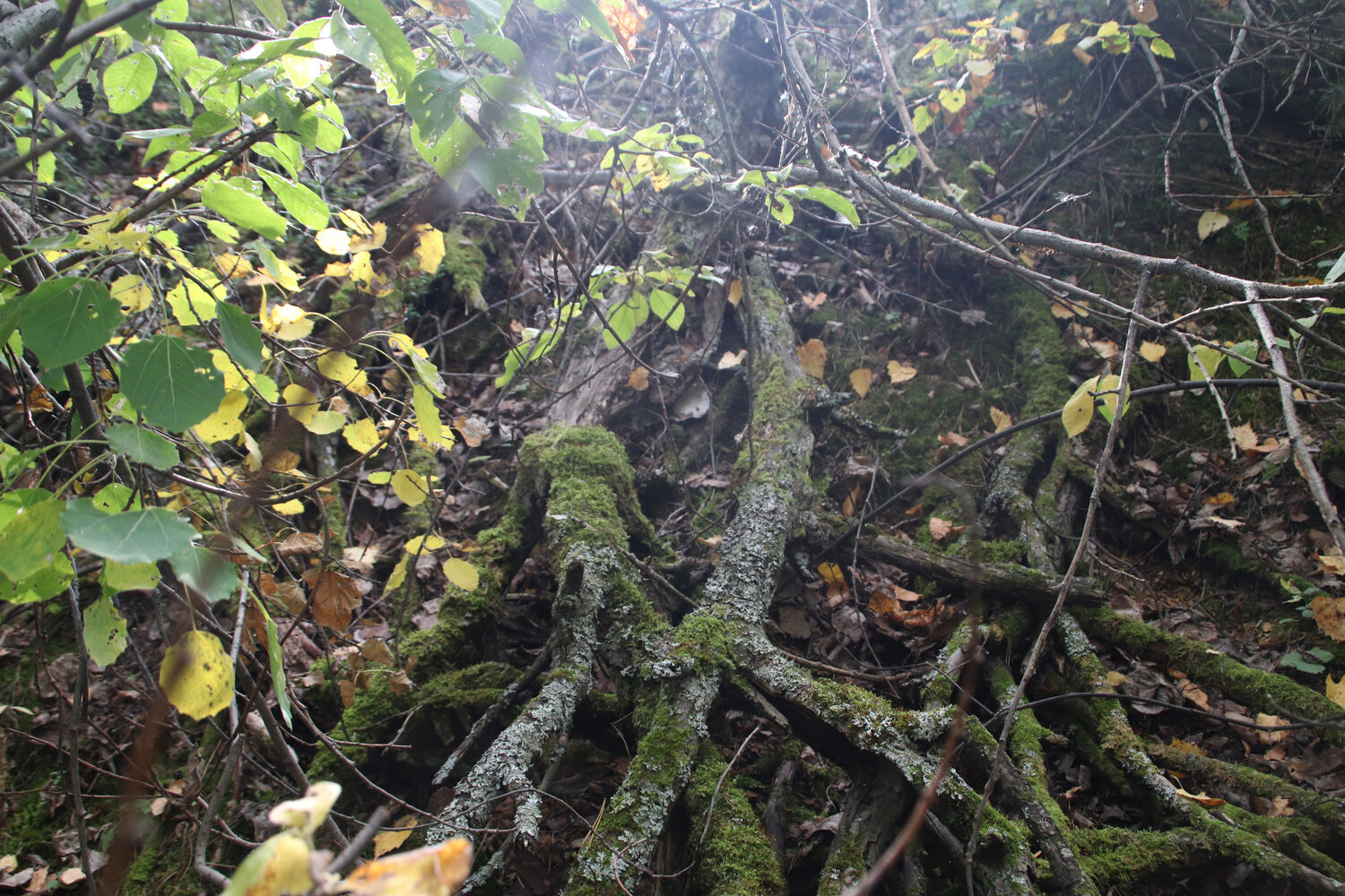 Photo #14104556
