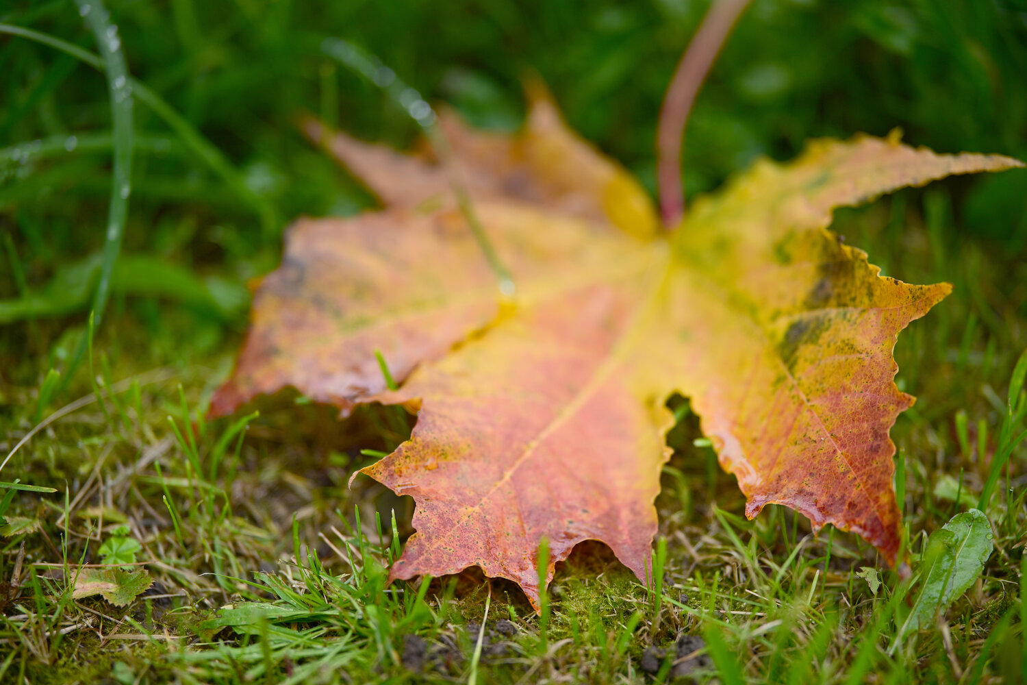 Photo #14104588