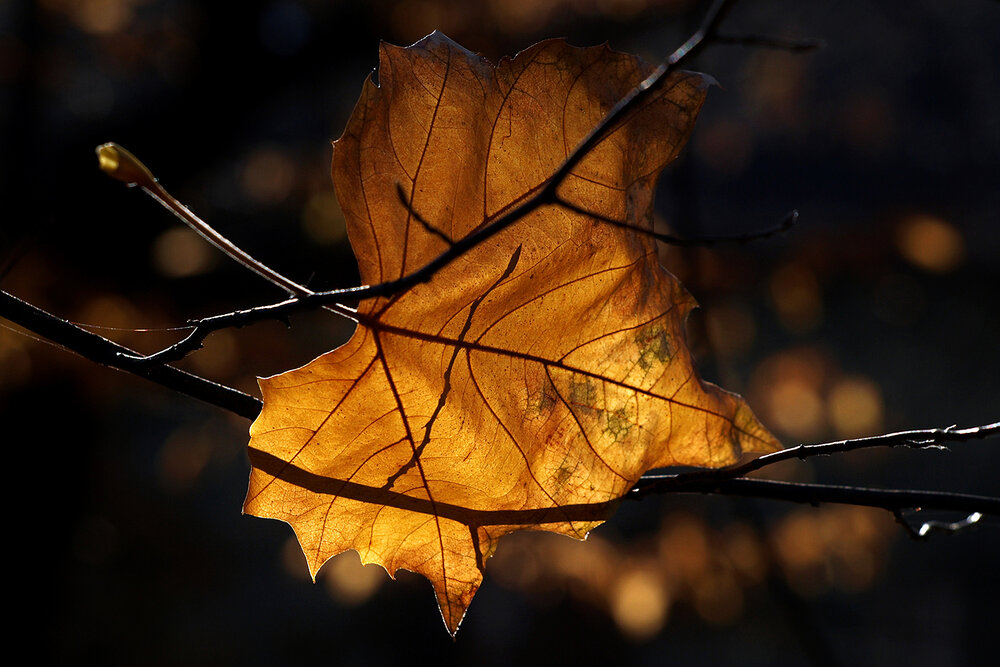 Фотография автора Bob Gajdoš