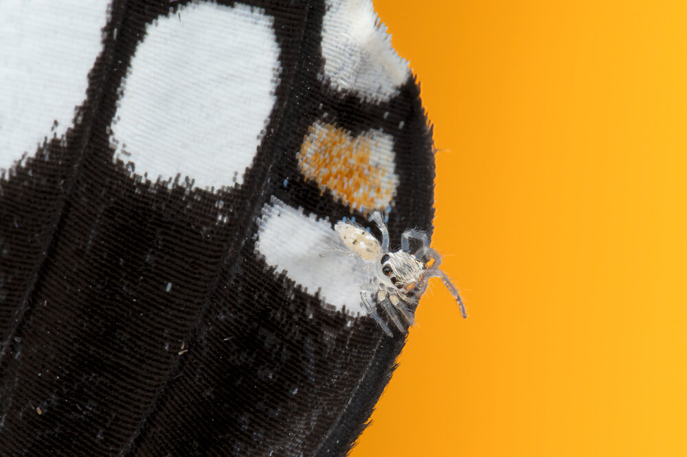 Spiderling on a Butterfly Wing